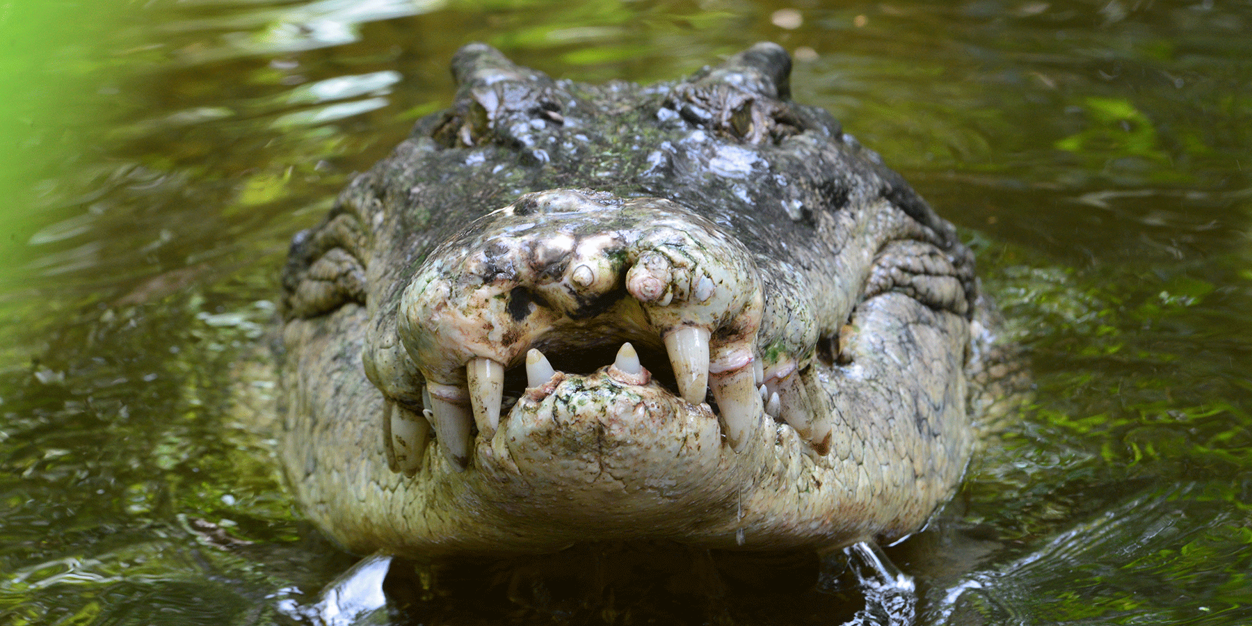 KAP FORCES CROCODILE REFORMS – LNP EXPOSED AS SOUTH-EAST PUPPETS